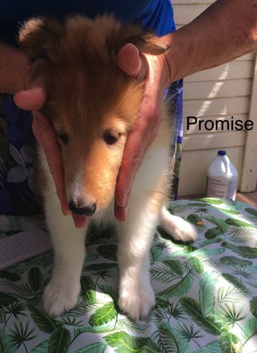 Promise 8wks